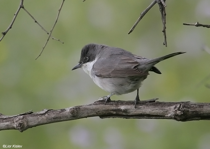   Orphean Warbler Sylvia hortensis                            , , 2008.: 